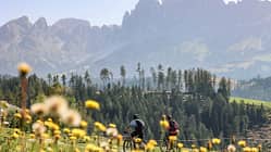 Südtirol,Bergpanorama,Blühende Wiese