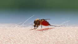 Mosquito blood sucking on human skin
