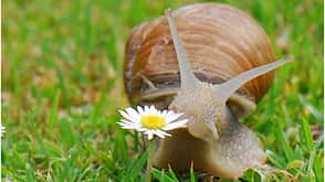 1c_ODC_Fruehlingsfoto_Unbek_Eka_Hein_20070525fc Schnecke Kaefer 286-1 (jpg) 1c_ODC_Fruehlingsfoto_Unbek_Eka_Hein_20070525fc Schnecke Kaefer 286-1 (jpg)