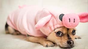Pets,Animal Themes,Cute,Chihuahua,Dog,Sadness,Boredom,Embarrassment,Pink,Pig,Costume,pet portrait,Pet Costume,Dog In Costume,Dog Wearing Costume,Pig Costume Ms Piggy
