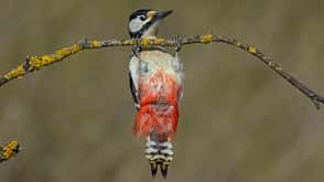 Great spotted woodpecker Great spotted woodpecker