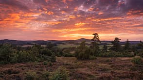 bergheidenweg,field,heather field,traumpfad bergheidenweg,traumpfad Powerful and vibrant sunset in the Eifel Germany with a heather field and junipers in the foreground. In the background the famous village Nürburg.