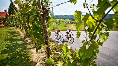 RB 0814 Reise Slowenien Weinberg