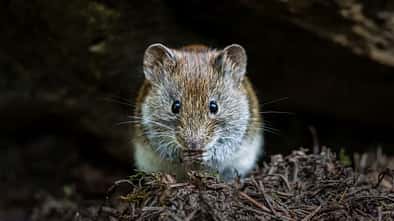 Bank vole, De Hoge Veluwe National Park, Netherlands