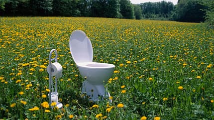 Hygiene,Idea,Wellness Toilet and toilet paper holder in field of dandelions (Taraxacum sp.)