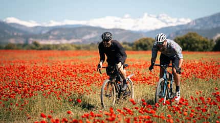 Border Bash Aragon: Mohnblüten Border Bash Aragon: Mohnblüten