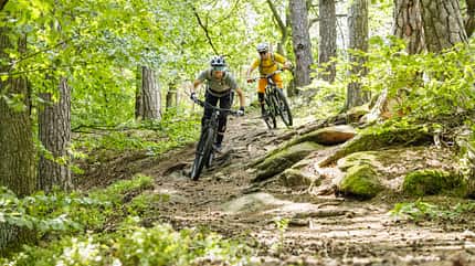 Zwei Mountainbiker fahren auf einem wurzeligen Waldtrail bergab. Die Szene spielt im lichten Mischwald, beide Fahrer tragen Helme und Schutzkleidung.