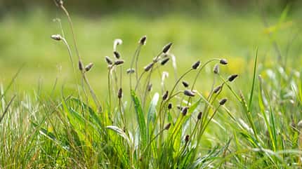 ribwot plantain,green,healthy,herbal,background,leaves,narrowleaf,flora,natural Ribwort plantain in a meadow in summer.