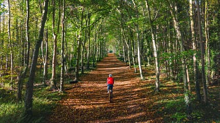 An elevated/drone rear view of a man riding his gravel bike through a tunnel of trees on a bright autumn day in the UK