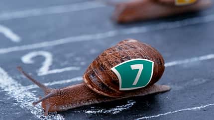 The winner snail crosses the finish line