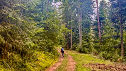 Wald,Gravelbike,The Grain,Schicke Mütze