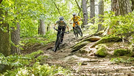 Mountainbike, Waldtrail, Abfahrt, Fahrrad, Outdoor, Sport, Wurzelpassage, Helm, Schutzkleidung, Freizeit Zwei Mountainbiker fahren auf einem wurzeligen Waldtrail bergab. Die Szene spielt im lichten Mischwald, beide Fahrer tragen Helme und Schutzkleidung.