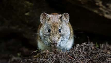 Bank vole, De Hoge Veluwe National Park, Netherlands