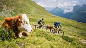mb-1116-tirol-cross-001.jpg