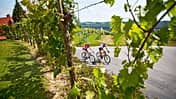 RB 0814 Reise Slowenien Weinberg