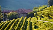 RB 0615 Piemont Tour 3 Langhe Region