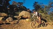 bigbear