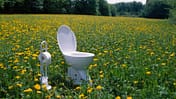 Toilet and toilet paper holder in field of dandelions (Taraxacum sp.)