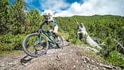 King of the Alps