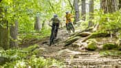 Zwei Mountainbiker fahren auf einem wurzeligen Waldtrail bergab. Die Szene spielt im lichten Mischwald, beide Fahrer tragen Helme und Schutzkleidung.