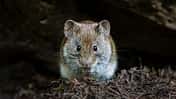 Bank vole, De Hoge Veluwe National Park, Netherlands