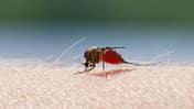 Mosquito blood sucking on human skin